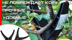 Чем привязать дерево: надежные способы крепления в Бристоль