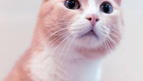 Как пополнить баланс в Star Pets в Бристоль