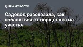 Как вывести борщевик на участке навсегда в Бристоль